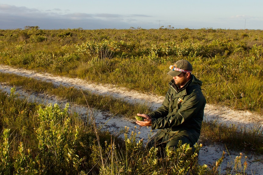 A man kneels in the scrub and holds a parrot in his hands.