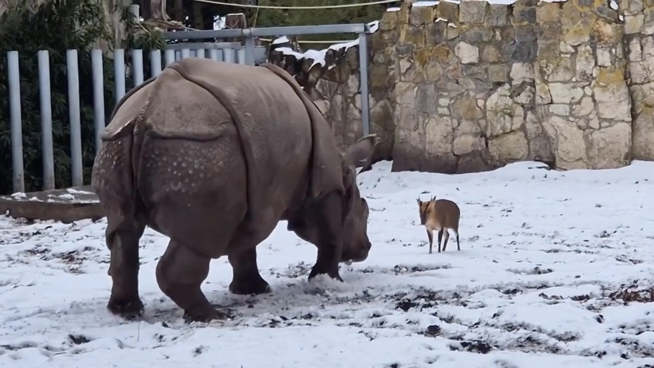 Tiny deer goes head-to-head with two-tonne rhino at Polish zoo - incredible video shows who comes out on top