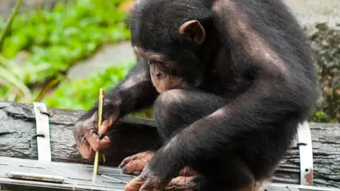 Getty Images A chimp crouches down on a log gripping a stick which it pokes through a box to get food. 