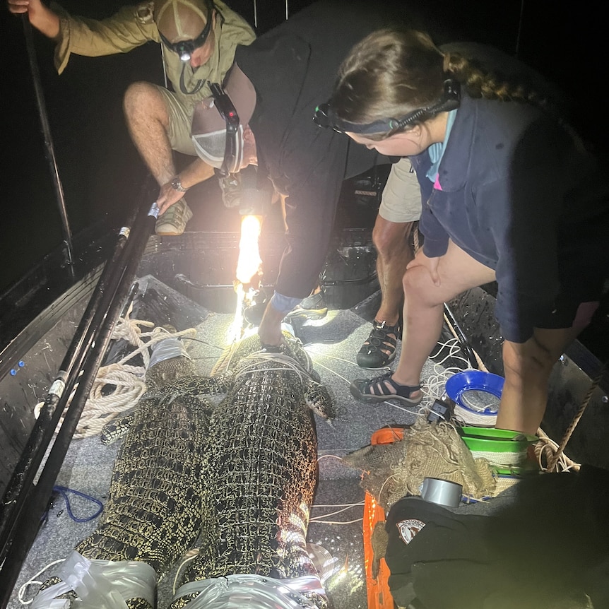 Three people on a boat looking at two crocodiles that have been captured with duct tape and ropes.