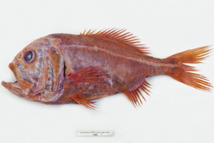 Side view of a large demersal orange fish against a white background, with a large black eye for deep sea vision.