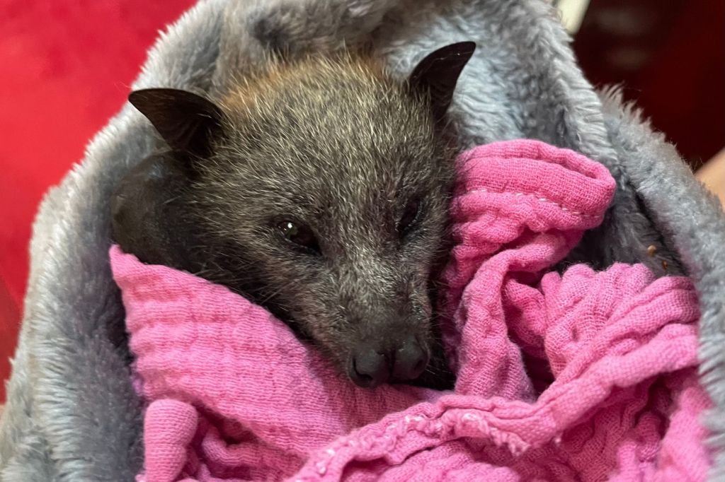 Scorching SA heatwave killing thousands of bats - News