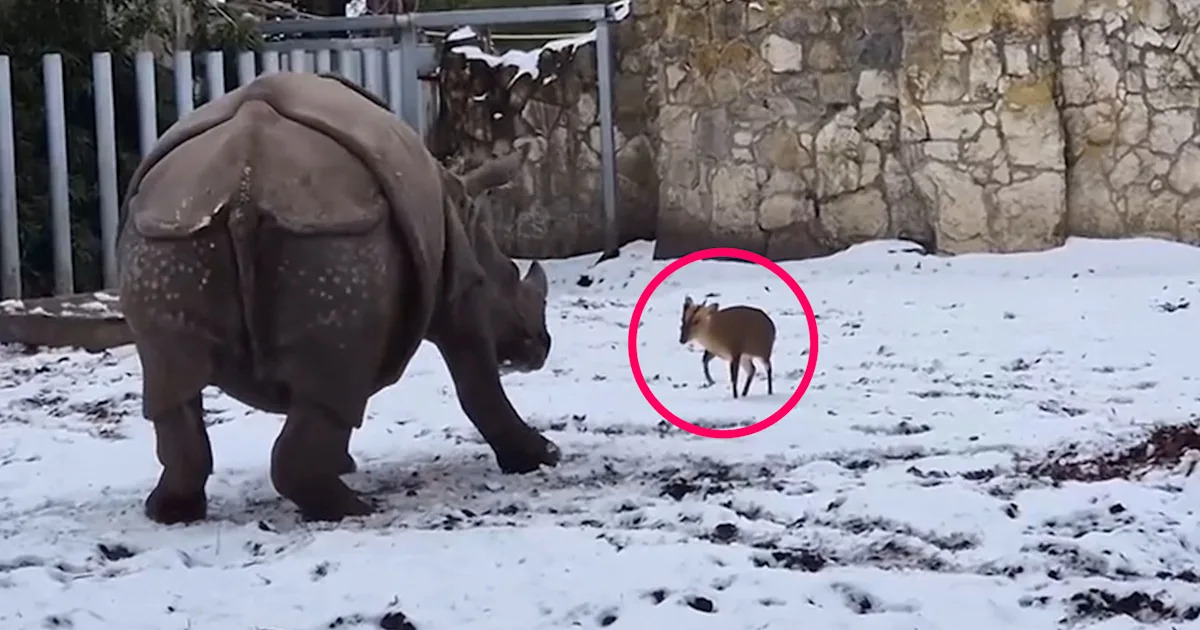 Tiny Deer Takes on 1.7-Ton Rhinoceros