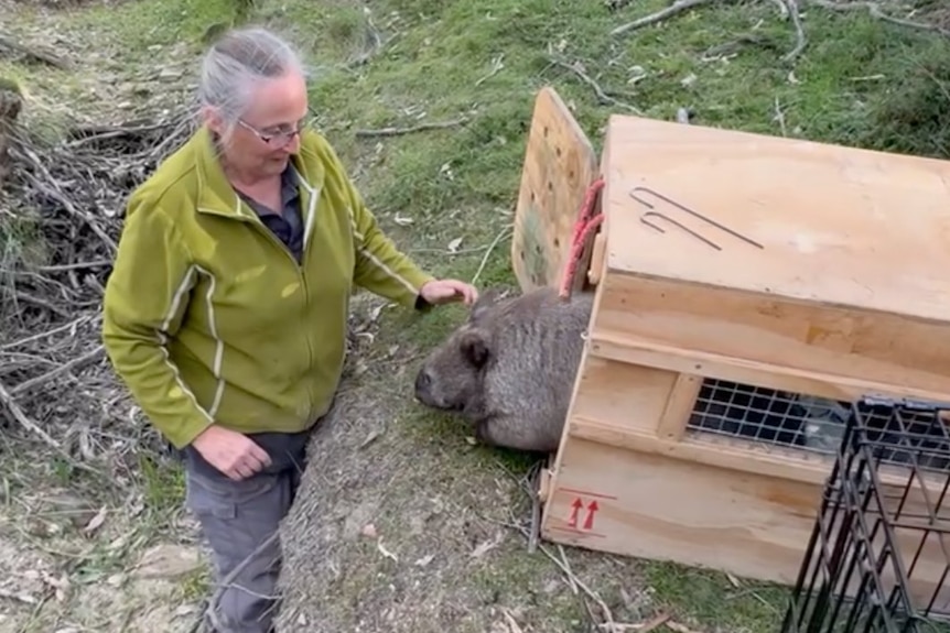 Wildlife carer Sharon releases Cindy the wombat back into the wild.