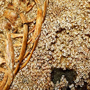 Bones and beads in Montelirio tomb. Detail of the threaded beads on attire UE 344 next to the bones of Individual 343. Credit: David W. Wheatley