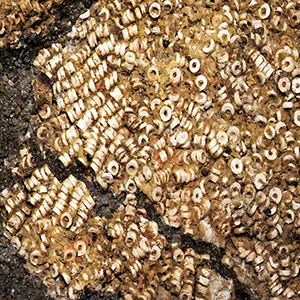 Closeup photograph showing some of the beads in Montelirio tomb. Detail of the threaded beads recorded underneath Individual UE 343. Credit: David W. Wheatley