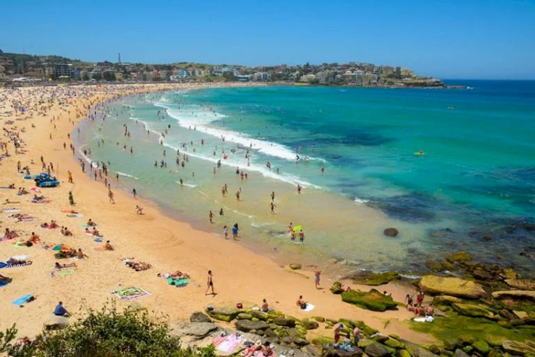 Why Have Shark Attacks Reoccurred on Australias Beaches?