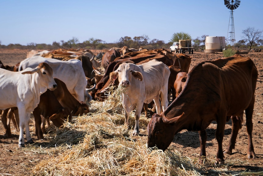 A group of cows bends to feed on outlayed hay. The cow in the foreground is noticeably skinny, with ribs showing.