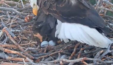 Big Bear bald eagle live cam: Jackie and Shadow welcome first two eggs of 2026