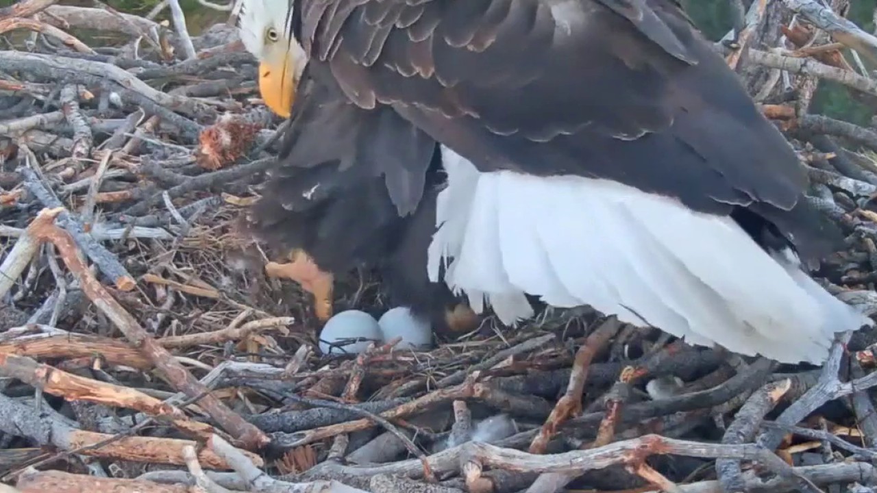 Big Bear bald eagle live cam: Jackie and Shadow welcome first two eggs of 2026