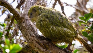 Kākāpō breeding season takes flight after four-year lay-off