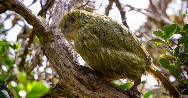 Kākāpō breeding season takes flight after four-year lay-off