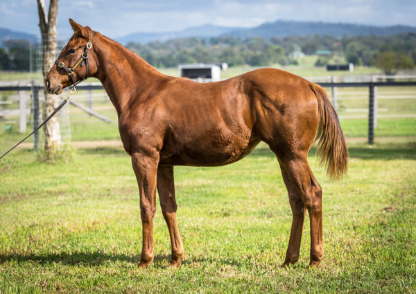 Anamoe filly from Eawase sold for $340,000 at the Inglis Weanling Sale last year.