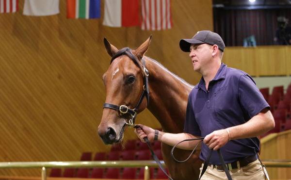 $130,000 Armory (IRE) colt from Hanako.