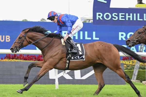 The William Haggas trained Dubai Honour (IRE) has been a regular visitor to Sydney for the stable in recent years - image Bradley Photos