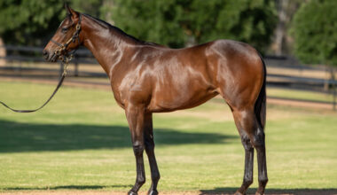 $600,000 Hellbent filly from La Tigeresa will be trained by Michael Freedman.