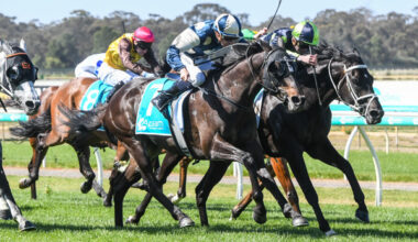 Interpretation is a well seasoned stayer - image Grant Courtney