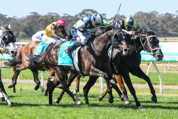 Interpretation is a well seasoned stayer - image Grant Courtney