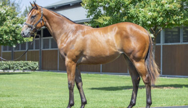 $800,000 Snitzel filly from Delta Queen (SAfr).