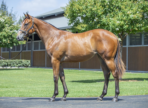 $800,000 Snitzel filly from Delta Queen (SAfr).
