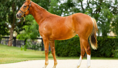 $825,000 Extreme Choice filly from Deroche.