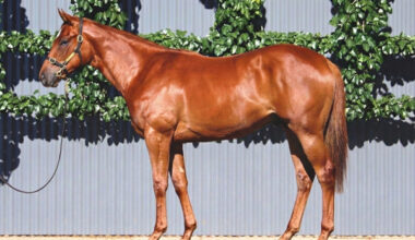 $800,000 Anamoe filly from Eawase.