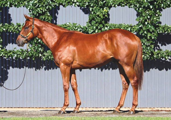 $800,000 Anamoe filly from Eawase.
