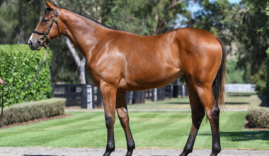 $1.25 million I Am Invincible mare from Qafila.