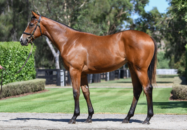 $1.25 million I Am Invincible mare from Qafila.