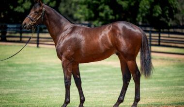$1.1million Anamoe colt from Secret Trail.