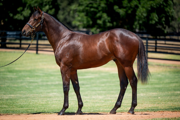 $1.1million Anamoe colt from Secret Trail.