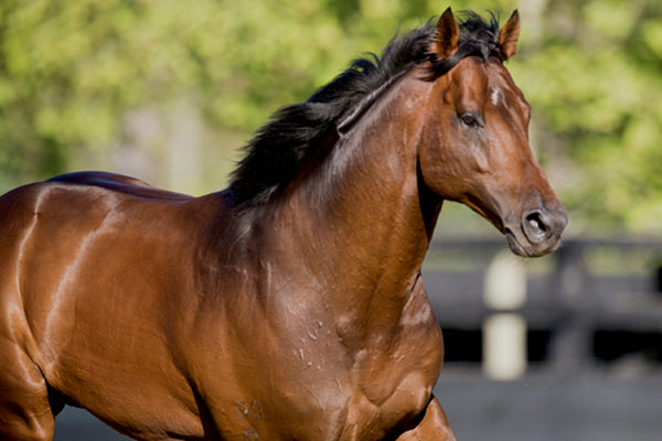 Jigsaw is a fourth G1 winner for Manhattan Rain.