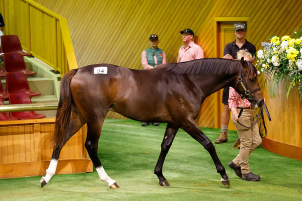 Lot 94 half-brother by Proisir to G1 winner and sire Grunt was sold for $600,000 from the draft of Trelawney Stud. Photo: Angelique Bridson