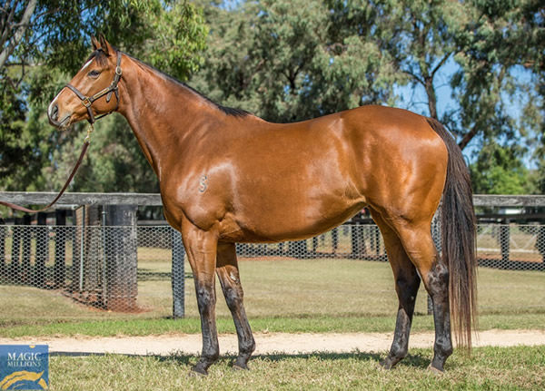 Qafila was sold for $2million at the 2021 MM Shadwell Dispersal.