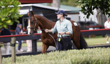 Lot 24 a colt by Satono Aladdin from Little Avondale Stud sold for $450,000 to trainer David Payne. Photo: Angelique Bridson