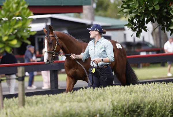 Lot 24 a colt by Satono Aladdin from Little Avondale Stud sold for $450,000 to trainer David Payne. Photo: Angelique Bridson