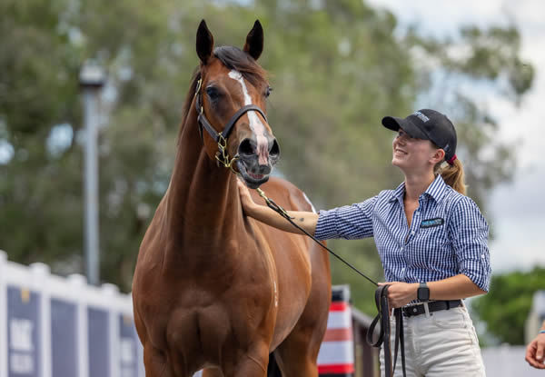 Return to Conquer was a $1.3million Magic Millions yearling for Blue Gum Farm.