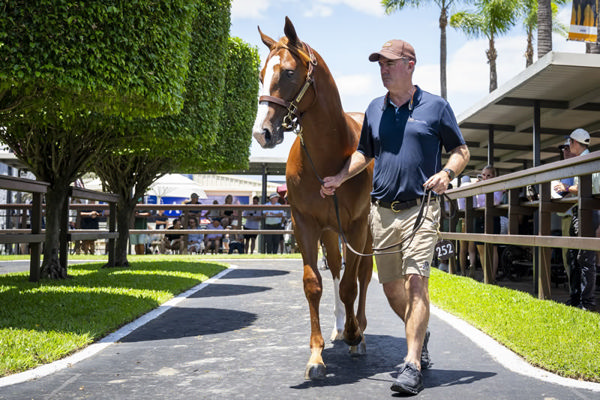 $1.5million Snitzel colt from Embrace Me (NZ) - image MM