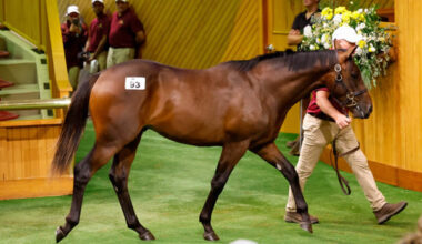 Lot 93 a colt by Super Seth was sold for $675,000 to bloodstock agent Kevin “Millie” Walls. Photo: Angelique Bridson