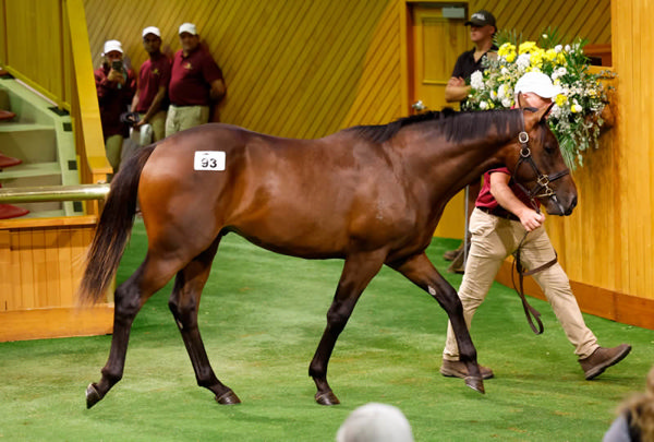 Lot 93 a colt by Super Seth was sold for $675,000 to bloodstock agent Kevin “Millie” Walls. Photo: Angelique Bridson