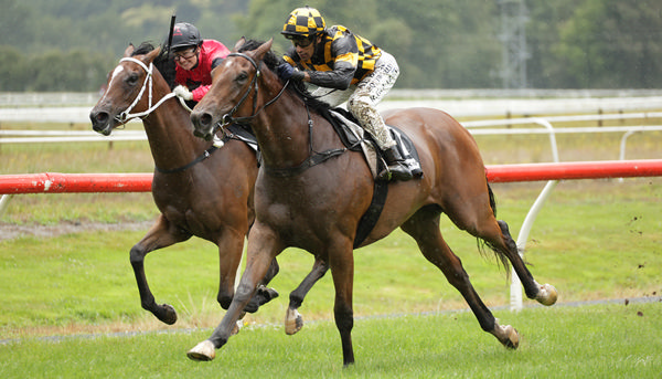 State The Obvious winning at Te Aroha on Saturday. Photo: Kenton Wright (Race Images)