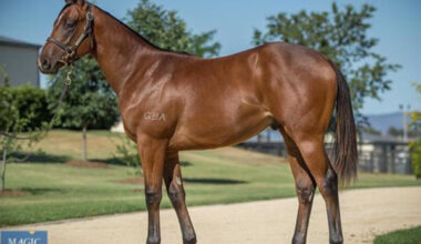 Sword of State looked like this as a yearling 2020.