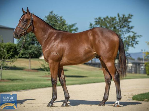 Sword of State looked like this as a yearling 2020.