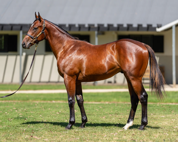 Warwoven was a $380,000 Magic Millions purchase from Kia Ora Stud.