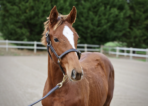 Well Written started life in Victoria, sold as a weanling at Inglis Great Southern for $32,500.