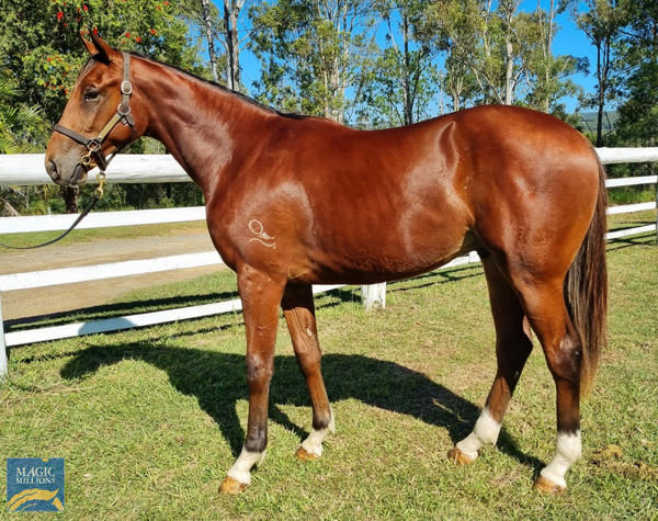 Yellow Brick was a saleyard gift, bought for just $20,000.