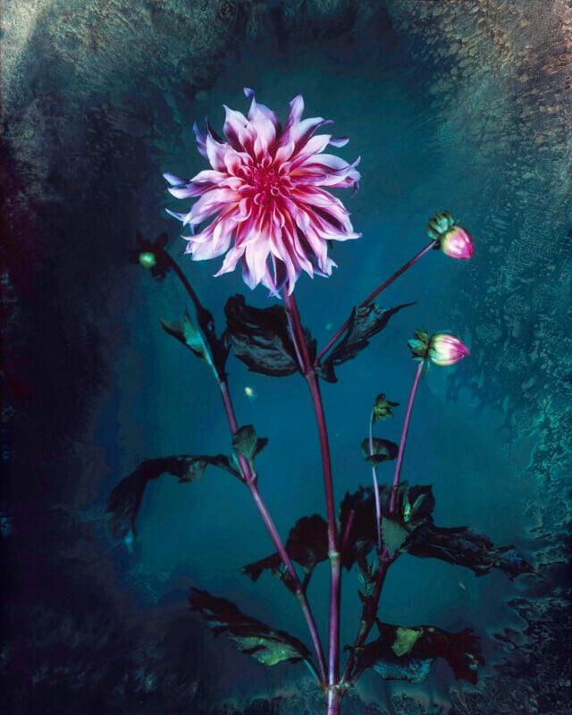 A single pink and white dahlia flower with two buds and green leaves stands against a moody, textured blue-green background.
