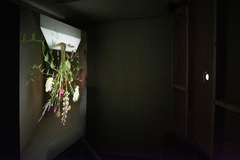 A dimly lit room with a projected, upside-down image of flowers and greenery on a wall. A small round hole is visible on the adjacent dark wall, suggesting a camera obscura effect.