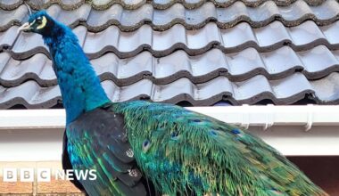 Runaway peacock Dave becomes squawk of the village