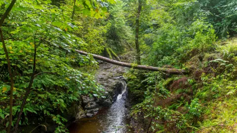 Getty Images A creek in the Glenariff Forest Park in Northern Ireland. There is woodland surrounding the creek. A branch is across the water.